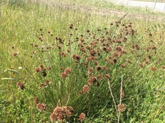 Juncus occidentalis
