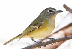 Vireo cassinii lucasanus