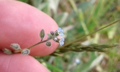 Myosotis stricta
