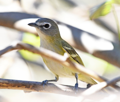 Vireo cassinii lucasanus