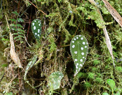 Begonia hitchcockii