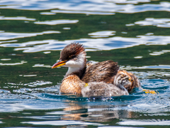 Rollandia microptera