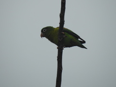 Brotogeris jugularis