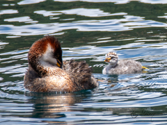 Rollandia microptera
