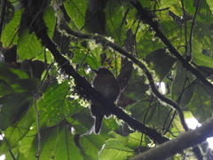 Malacoptila mystacalis