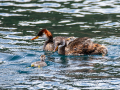 Rollandia microptera