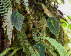 Begonia hitchcockii