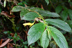 Columnea ericae