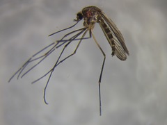 Aedes antipodeus