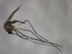 Aedes antipodeus