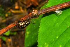 Elytromena flammigera