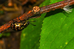 Elytromena flammigera