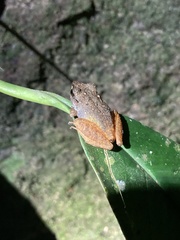 Pristimantis ramagii