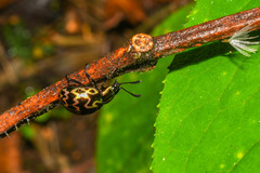 Elytromena flammigera