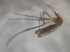 Culex pervigilans