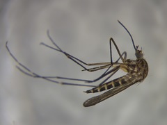 Aedes antipodeus