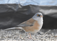 Junco bairdi