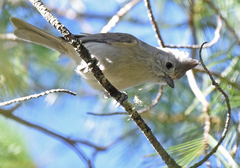 Baeolophus inornatus cineraceus