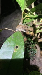 Scinax muriciensis