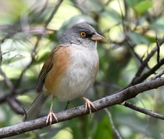 Junco bairdi