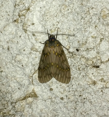 Machadoia xanthosticta