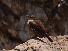 Cinclodes albiventris