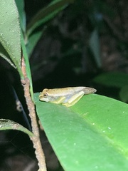 Boana freicanecae