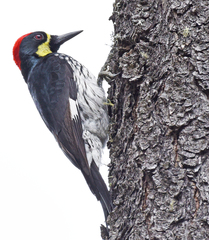 Melanerpes formicivorus angustifrons