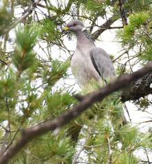 Patagioenas fasciata vioscae