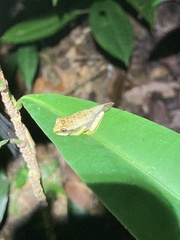 Boana freicanecae