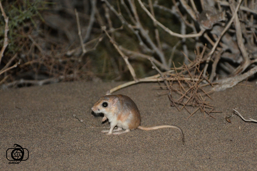 Cheesman's Gerbil