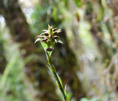 Werauhia hygrometrica