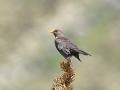 Turdus chiguanco