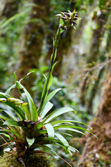 Werauhia hygrometrica