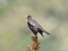 Turdus chiguanco