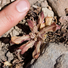 Aphyllon corymbosum