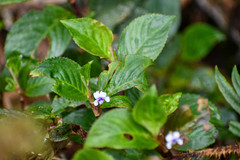 Viola stipularis