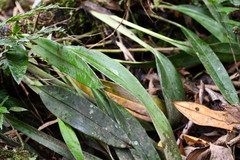 Maxillaria caucana