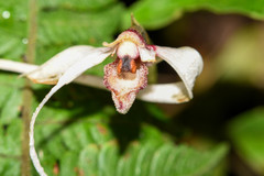 Maxillaria caucana