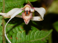 Maxillaria caucana