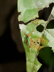 Scaria