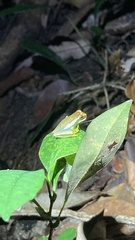 Boana freicanecae