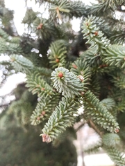 Abies pinsapo