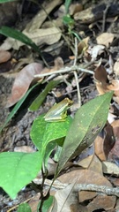 Boana freicanecae