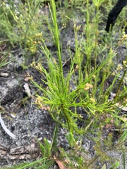 Platysace linearifolia