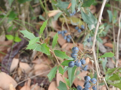 Berberis ruscifolia