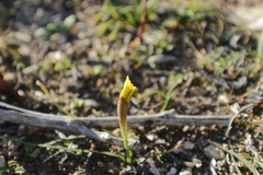 Narcissus bulbocodium