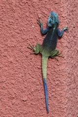 Acanthocercus ugandaensis
