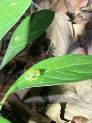 Aplastodiscus sibilatus