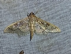 Ategumia matutinalis
